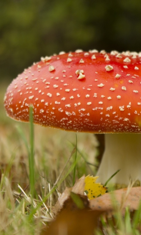 Мухомор обои