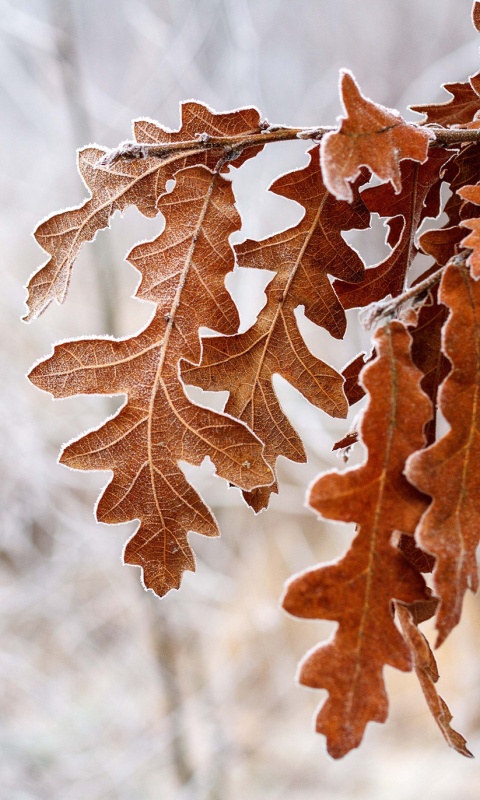 Дубовые листья обои
