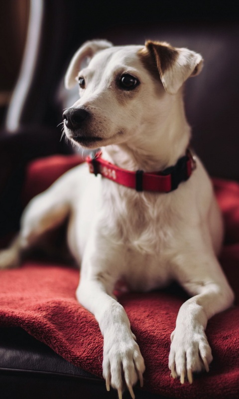 Собака на кресле обои