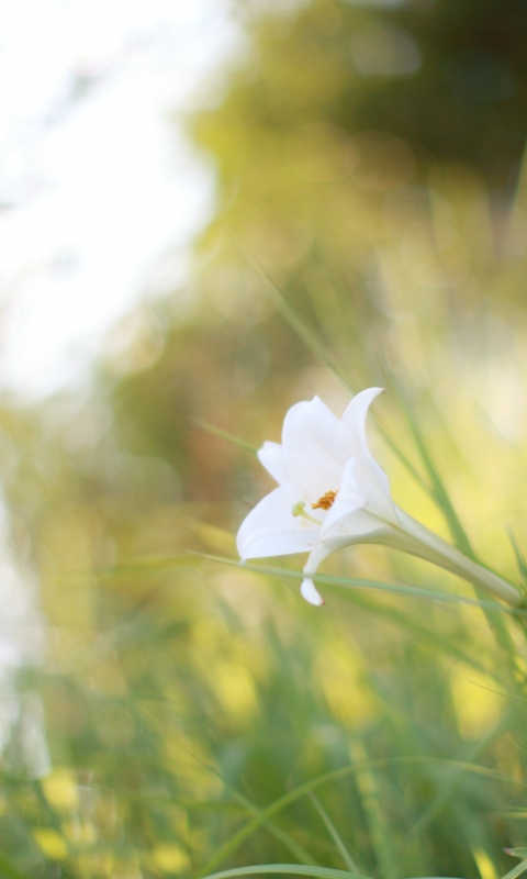 Цветок затерявшийся в траве обои