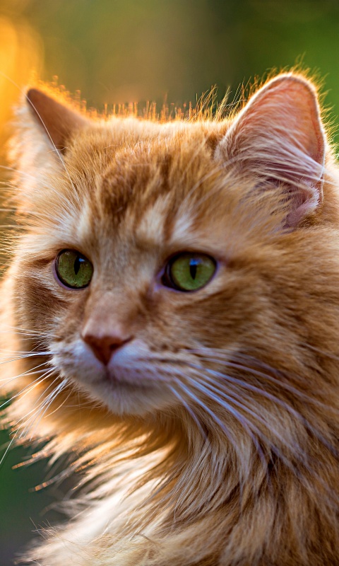 Рыжий кот в лучах солнца обои
