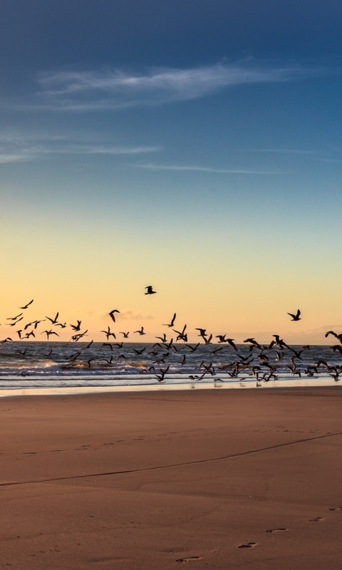 Стая птиц на пляже обои
