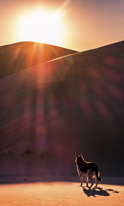 Одинокий волк обои