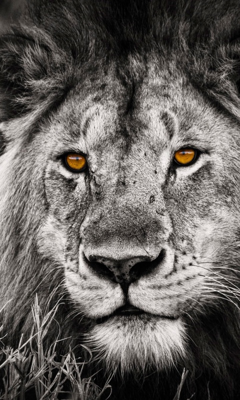 Гордый лев с горящими глазами обои