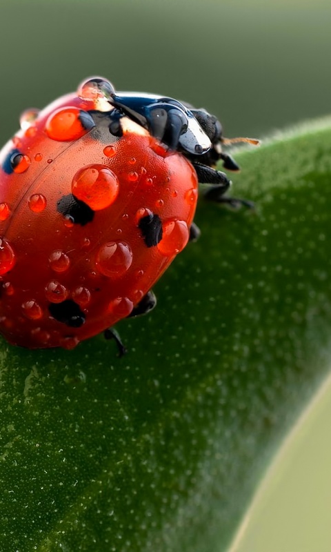 Божья коровка в макро обои