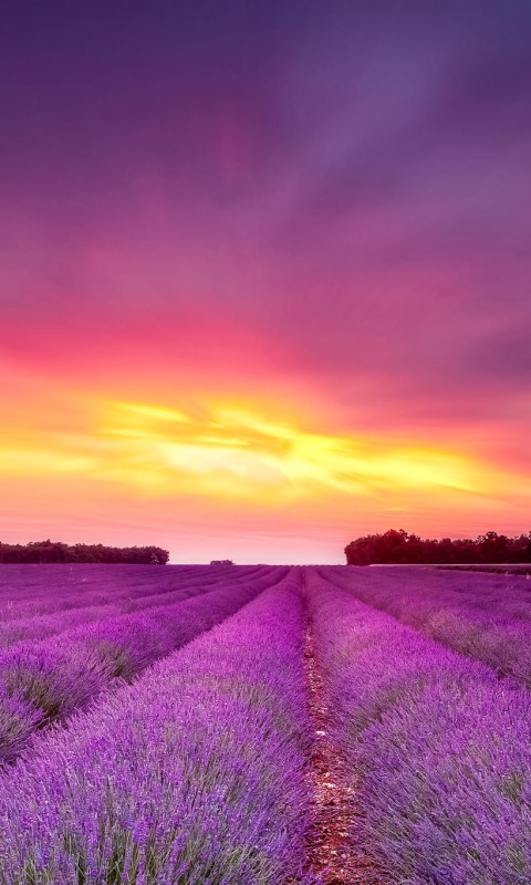 Поле фиолетовых цветов на закате обои