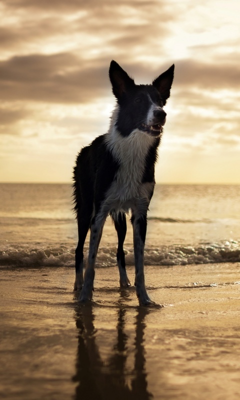 Собачка на пляже обои