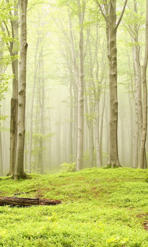 Опушка осинового леса обои