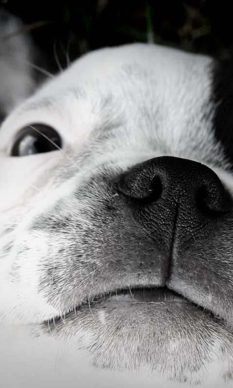 Бостонский терьер обои