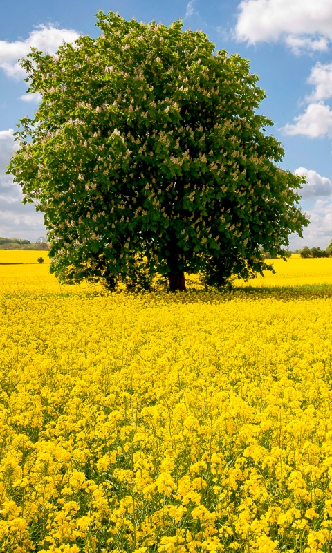 Каштан на цветочном поле обои