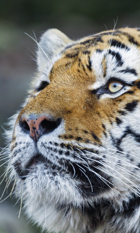 Амурский тигр обои