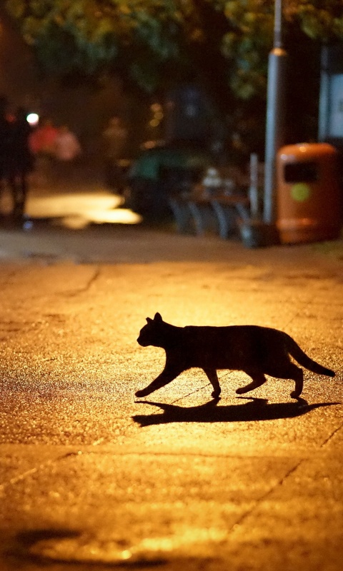 Кошка на ночной улице обои