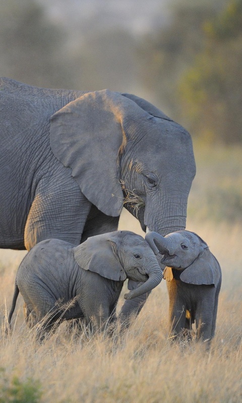 Слоны в национальном парке обои