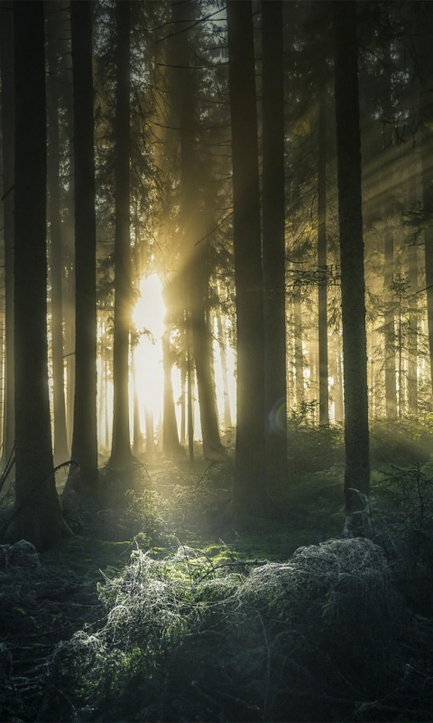 Свет пробивается сквозь стволы деревьев обои