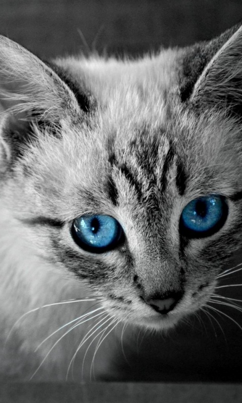 Котенок с синими глазами обои