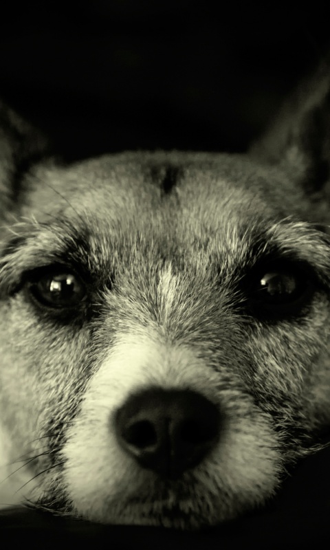 Собачий взгляд обои