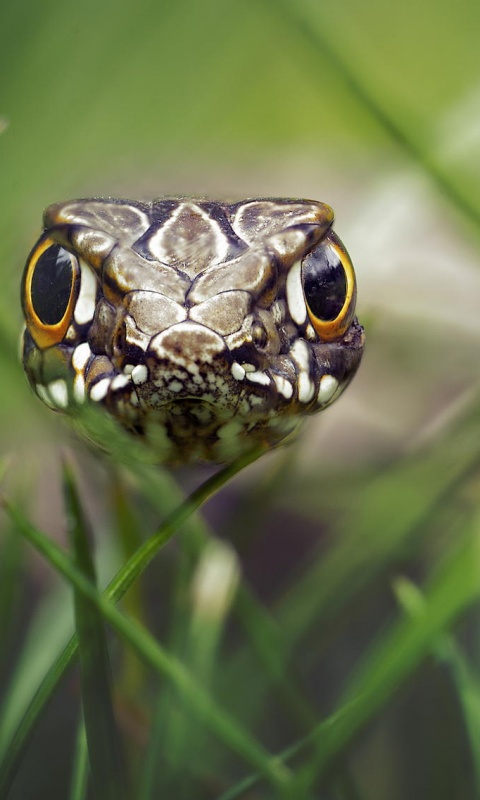 Змея в траве обои