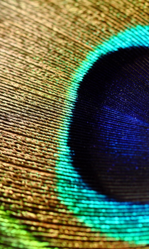 Перо павлина обои