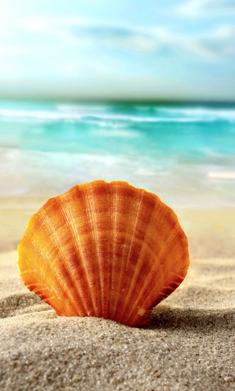 Раковина на летнем бережке обои