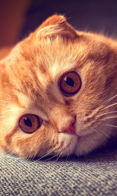 Скоттиш фолд рыжий обои