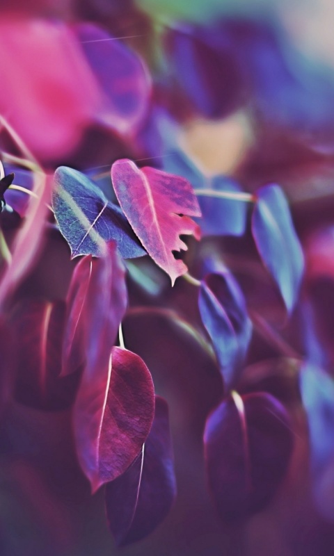 Фиолетовые листья обои