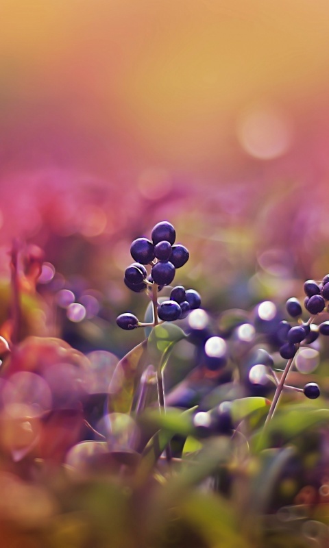 Фиолетовые ягоды обои