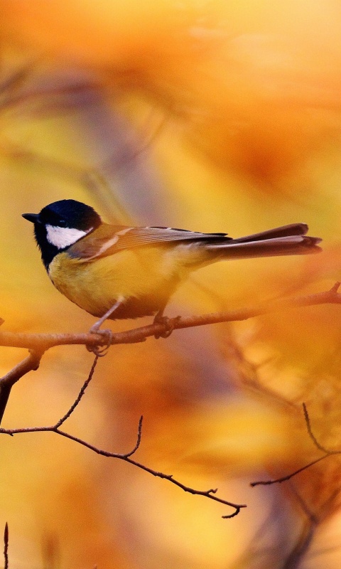 Синичка в желтой листве обои
