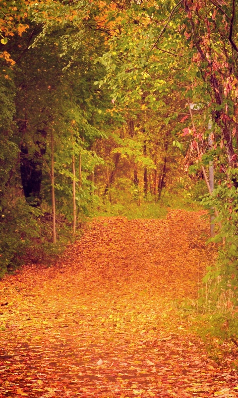 Дорожка в осеннем лесу обои