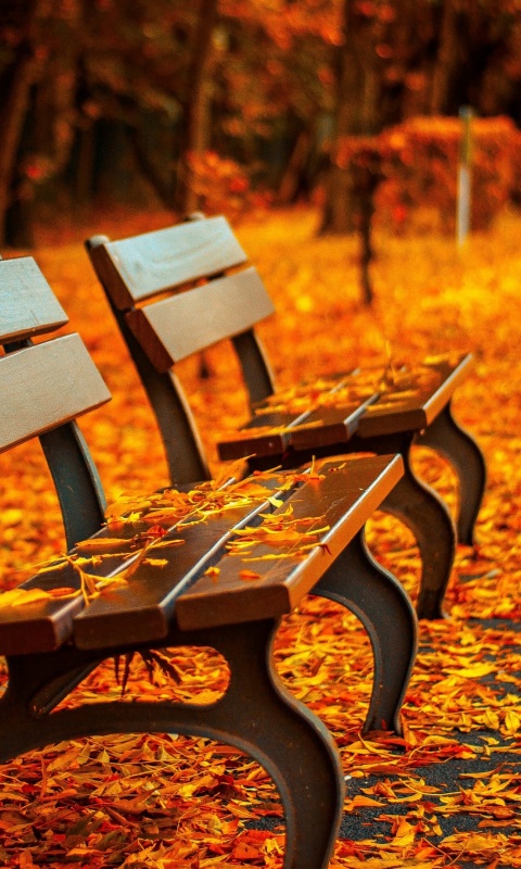 Лавочки в осеннем парке обои
