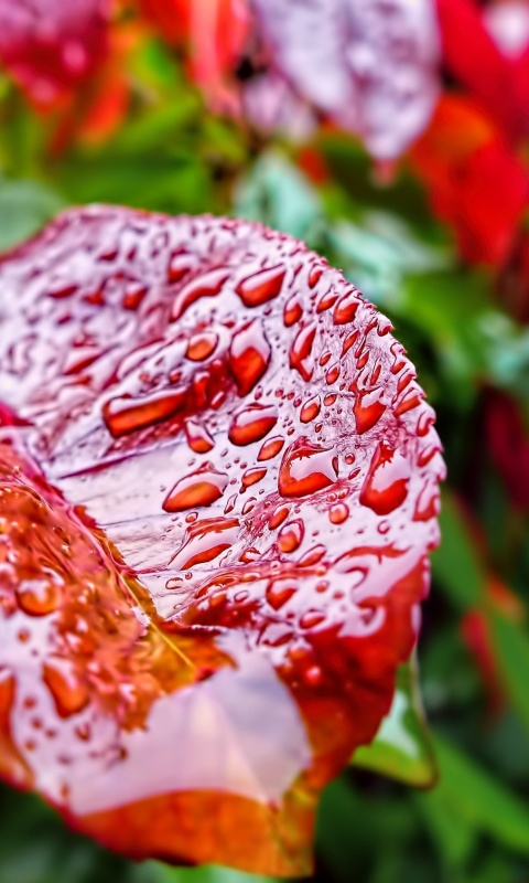 Красный лист в каплях воды обои