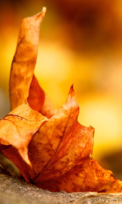 Пламенеющий осенний лист обои
