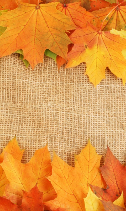 Желтые кленовые листья на холсте обои