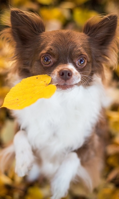 Собачка с листиком в зубах обои