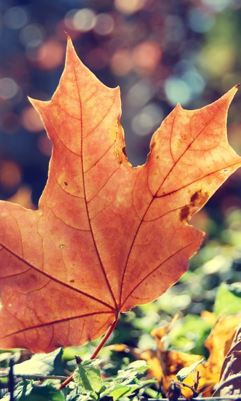 Желтый кленовый лист обои