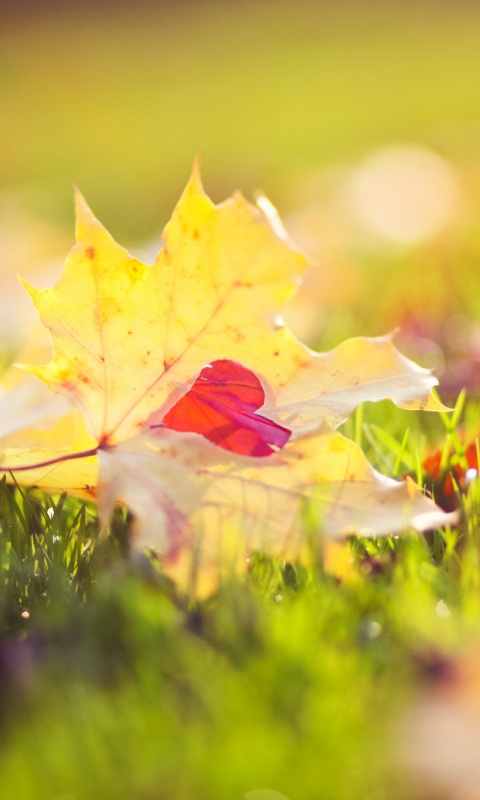 Листик в форме сердца обои