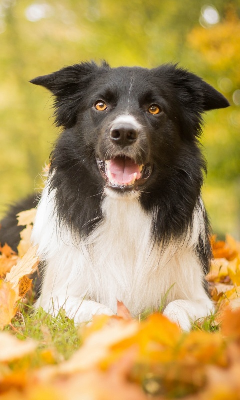 Пес среди листвы обои
