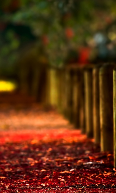 Аллея усеянная листвой обои