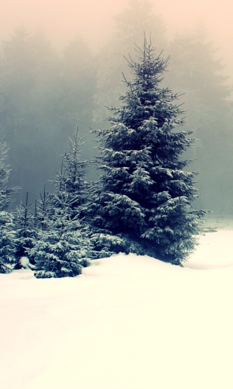 Ёлки в сугробах обои