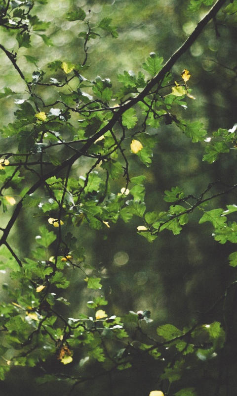 Дубовая зеленая листва обои