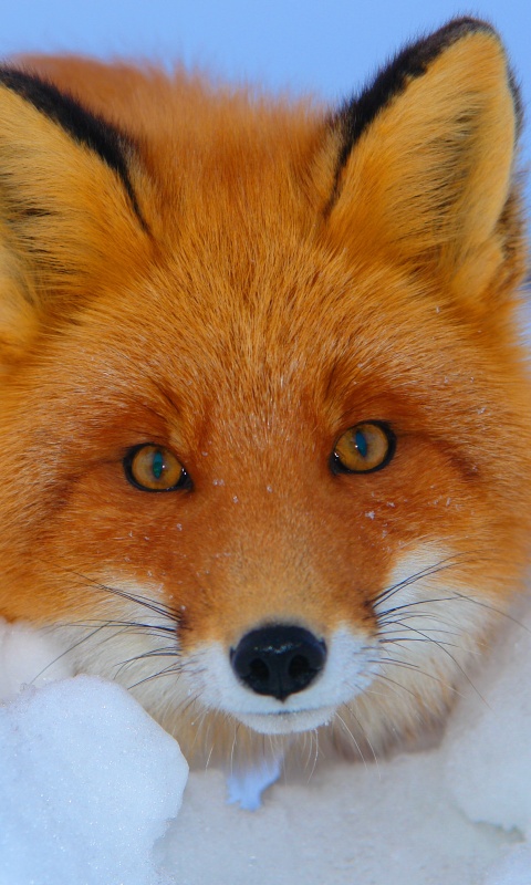Рыжая лиса в снегу обои