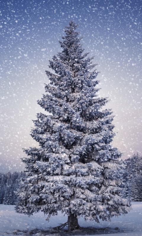Ель в снегопад обои
