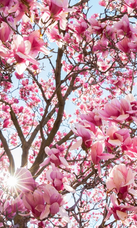 Магнолия обои