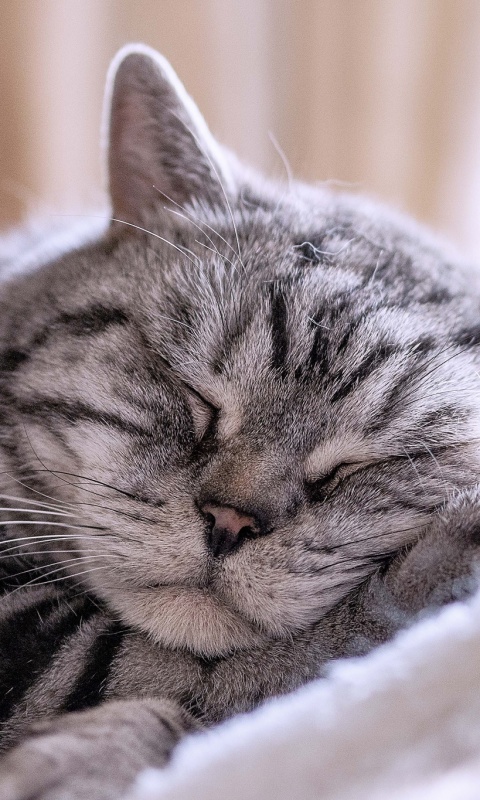 Спящий кошак обои