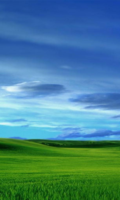 Зеленый луг обои