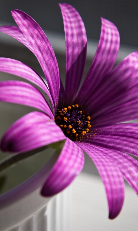 Сиреневый цветок в стакане обои