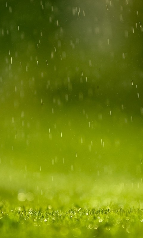 Трава под дождем обои