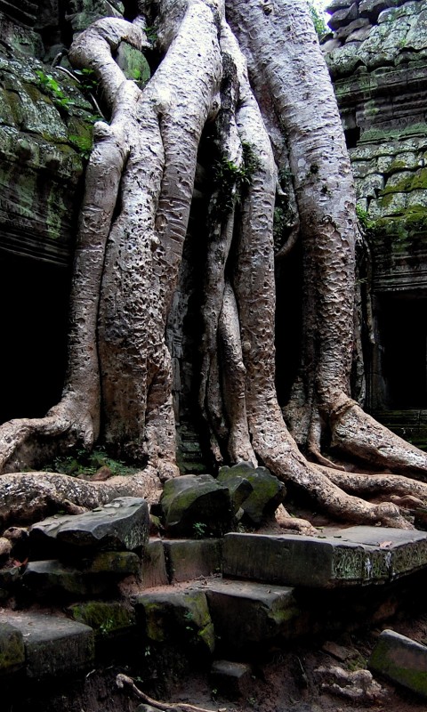 Мощные корни обои