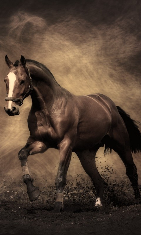 Лошадь обои