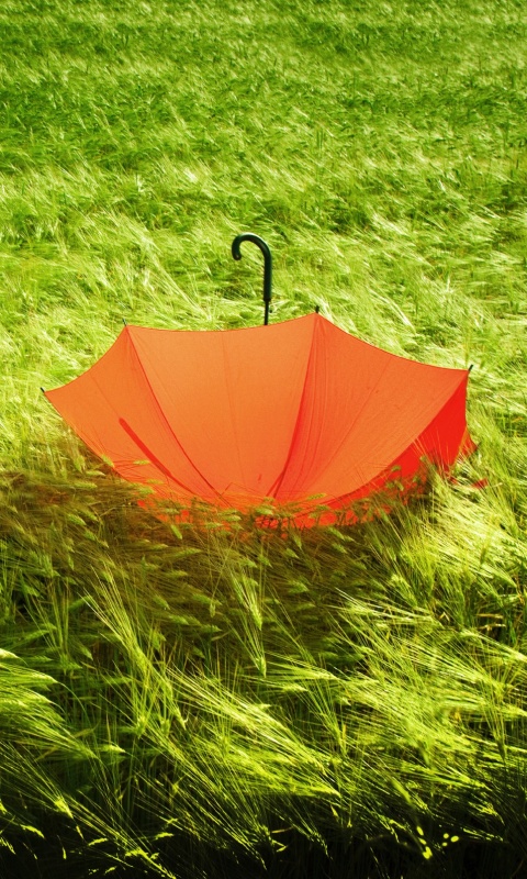 Зонт на траве обои