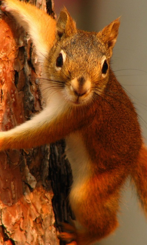 Белка на дереве обои